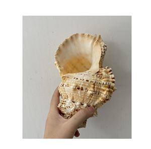 Coquille de conque du Vietnam / Matériel de coquille de mer polie pour la fabrication d'artisanat en coquille de mer, décoration de la maison - Product Image 6