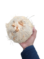 Verse, rijpe, half-ontdopende Indonesische premium kwaliteit kokosnoot, beige tropisch fruit, natuurlijke bruine schaal, exportkwaliteit, heel.