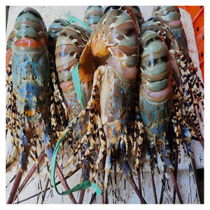 Langosta viva premium para exportación al por mayor con calidad fresca y envío internacional de mariscos - Product Image 1
