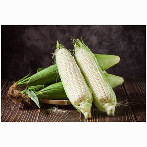 Maíz GMO o No GMO / Maíz Blanco para Alimentación Humana y Animal - Product Image 4