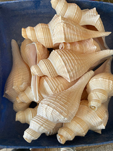 Coquilles de tuba de qualité supérieure, coquilles de boulons de mer, coquilles d'escargot en gros pour la décoration d'aquariums, les ornements de mariage et l'art - Macy - Product Image 3