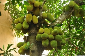 ขนุนเวียดนามสดใหม่ – ขนุนสุกคุณภาพสูง รสหวานธรรมชาติ สำหรับส่งออกและขายส่ง ราคาแข่งขัน // คุณทอม - Product Image 3