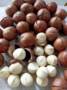 Nueces de Macadamia de Vietnam con y sin Cáscara, Precio Económico, MOQ Bajo |   Calidad de Exportación al por Mayor - Sra. Tarina - Product Image 1