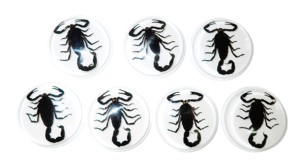 Cabujón de Plástico con Espécimen Real de Escorpión Negro, Redondo, 38.5x38.5 mm, Base Plana Blanca para Manualidades y Joyería - Product Image 3
