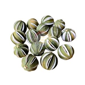 PRIVATE LABEL CUSTOM BRAND <b>DRIED</b> WHOLE GREEN LEMON (<b>LIME</b>) CHEAP PRICE <b>DRIED</b> CITRUS FRUIT SPLIT FLOWER CUT FROM VIETNAM - Product Image 2