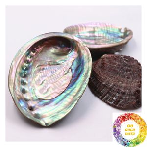 Natural Abalone <b>Shell</b> for Home Decoration Table Display Interior Decor Coastal Style <b>Ornament</b> and Creative Arrangement - Product Image 4