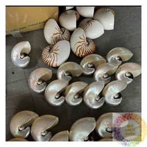 เปลือกหอยธรรมชาติจำนวนมากสำหรับงานฝีมือ ขายส่ง คอลเลกชันเปลือกหอยตกแต่ง ราคาประหยัด ของตกแต่งชายฝั่ง อุปกรณ์งานฝีมือสำหรับงานแต่งงานและงานอีเว้นท์ - Product Image 2