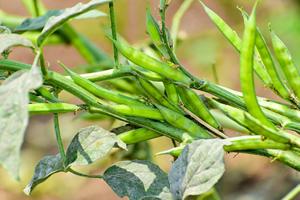 Semillas de Goma Guar Premium 99% Naturales de Grado Alimenticio y Farmacéutico |   Proveedor y Exportador de Productos a Granel de Calidad de Exportación en India - Product Image 6