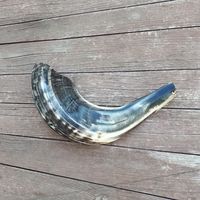 Shofar artisanal en corne de bélier pour la fête de Rosh Hashanah, shofar authentique en corne de bélier, corne de prière pour les fêtes juives par Curio Craft