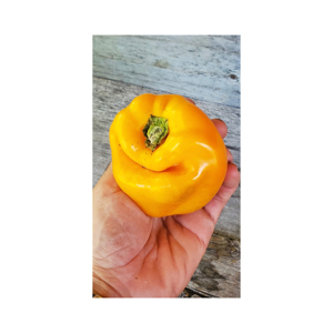 Poivrons jaunes frais cultivés naturellement pour les restaurants, les services de traiteur et les cuisines domestiques - Product Image 1