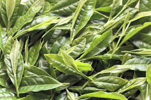 Poudre de thé vert matcha de qualité supérieure, matcha YAME de qualité cérémonielle, finement moulu à la vapeur - Product Image 6