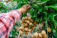 Mekong River Royal Zachte Gedroogde Longan - Hoogwaardige Export Fruit Serie