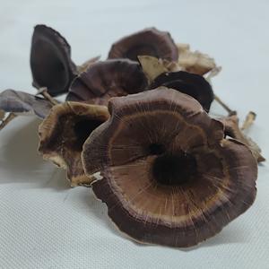 Plantes séchées botaniques, douces, délicates, naturelles, matière végétale sèche, champignons dorés, écologiques pour pot-pourri, aquariums, bricolage - Product Image 4