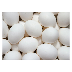 กล่องใส่ไข่ไก่สดแบบตั้งโต๊ะ ได้รับการรับรองมาตรฐาน ISO  ไข่ขาว ไข่แดง  ขนาดต่างๆ  หลากหลายชนิด  ต้นกำเนิด ประเภท  ไก่แช่แข็ง - Product Image 1