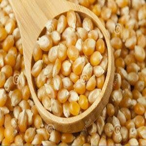 ข้าวโพด GMO คุณภาพดีที่สุด ขายส่งจำนวนมาก เกรดอาหาร พร้อมส่ง สินค้าพรีเมียมสำหรับส่งออก - Product Image 2