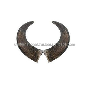 Corne en forme de cercueil naturel, 1 paire de haute qualité, Design ancien, paire de bulbes naturels, 3 paires - Product Image 2