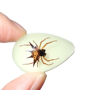 Spiny <b>Spider</b> Real Specimen <b>Plastic</b> Cabochon Pear Shape Cut Top 33x22 mm Glow Flat Bottom for Crafts and Jewelry Making - Product Image 3