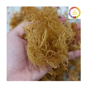 Mousse de mer séchée |   Eucheuma Cottonii Naturel |   Produits Sauvages Biologiques |   Fournisseur en gros du Vietnam - Product Image 5