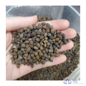 สินค้าขายดี |   ดอกมะละกอแห้งพรีเมียมจากเวียดนาม สีทอง สำหรับปรุงรส ทำอาหาร เครื่องเทศ โดยบริษัทบลูโลตัส - Product Image 1