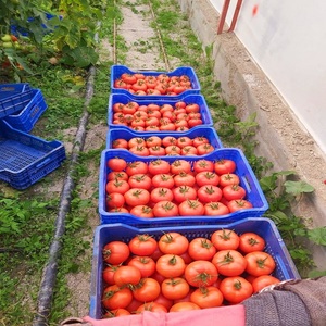 Tomates Frescos Naturales 10 kg Selección a Granel Ingrediente para la Industria Alimentaria 100% Maduros Almacenamiento en Frío y Seco Vida Útil de 2 Años - Product Image 4