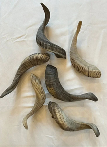 เขาควายธรรมชาติทำมือสำหรับสุนัขและแมว-แบรนด์ FAIZA CRAFT คุณภาพส่งออก - Product Image 5