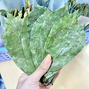 Low Price 100% Pure Dried Soursop Leaves Vietnam Loose Leaf for Bulk Wholesale - Product Image 1
