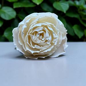 Flores de Madera Sola Hechas a Mano, Sostenibles, Clásicas, Color Marfil, Tamaño: 8.5 CM, Varilla de Fibra de Planta de Sesbania de Tailandia - Product Image 1