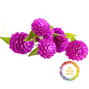 Amaranto Globo Seco de Origen Vietnamita, Té de Flores Herbal Premium, Color Púrpura Vibrante para Bebidas y Decoración, Venta al por Mayor - Product Image 4
