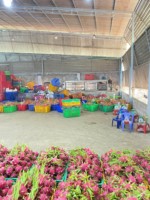 Vers Rood Drakenfruit Uit Vietnam Natuurlijk Geteeld Zoet En Sappig Vlees Exportkwaliteit Verpakt Voor Wereldwijde Distributie