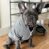 Sudadera con Capucha para Perro ZARSAH EXPORTS, Color Rosa Sólido, de Algodón Cálido, con Ribete Rojo y Verde, Estilo Clásico y Casual para Todas las Estaciones, Lavable a Máquina - Product Image 3
