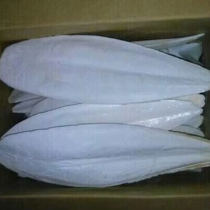 Hueso de Sepia Seco al Sol, Suplemento Natural de Calcio para Aves y Reptiles, Proveedor Exportador 20 - Product Image 1