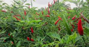 Natural IQF Frozen <b>Red</b> <b>Hot</b> Chili Pepper Whole Premium Food Grade Vietnam Supplier for Bulk Wholesale - Product Image 3