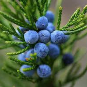 Premium Quality Bulk Wholesale Supply For Private Label Brands Natural Dried Juniper Berries 2026 New Season Organic - Product Image 2
