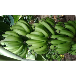 Banane Cavendish verte de haute qualité, produit d'exportation pour la production de chips, la cuisine et l'approvisionnement alimentaire industriel - Product Image 4