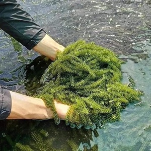 Uvas de Mar Naturales |   Listo para comer, estándar de exportación - Product Image 3