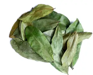Fournisseur feuille de corossol feuilles de corossol séchées naturelles