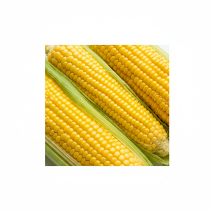 Service OEM de qualité supérieure, maïs fourrager en gros, export en vrac, alimentation animale de qualité supérieure, stock disponible - Product Image 1