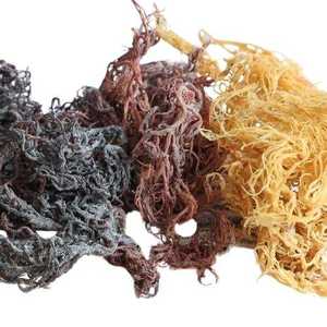 Hebras de Musgo Marino Natural EXPAD de la Costa de Vietnam, 100% Puro, 250g - Product Image 3