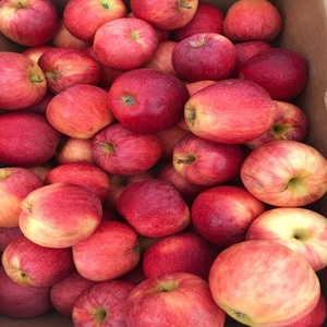 Manzanas Rojas Fuji Frescas al por Mayor, Nueva Cosecha 2026, Manzanas Frescas Royal <span class=keywords><strong>Gala</strong></span> y Red Delicious, Precio de Manzanas Frescas - Product Image 4