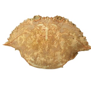 Coquille de crabe naturelle séchée de haute qualité pour l'alimentation en restauration, provenant du Vietnam / Coquille de crabe entière nettoyée à prix abordable pour l'exportation - Product Image 4