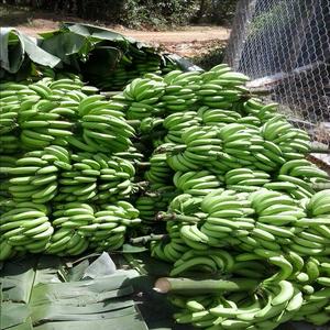 Plátano Cavendish Orgánico - Plátanos Verdes Frescos de Sabor Dulce y Suave, Tamaño Cuadrado, Origen Ecuador, 20 kg, Calidad de Exportación - Product Image 5