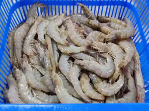 กุ้งแวนนาไมเกรดพรีเมียม แช่แข็ง ไม่มีหัว ปอกเปลือก อบสุกในกล่อง จากเวียดนาม SASUWO ได้รับการรับรองฮาลาล ราคาดีที่สุด ปี 2023 - Product Image 6