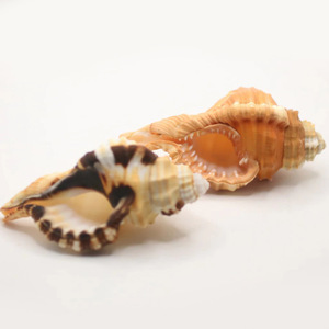 <b>Large</b> sea shell aquarium <b>fish</b> <b>tank</b> <b>ornament</b> cheap price natural seashells beach decor seashell - Product Image 6