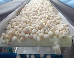 Litchi congelé Approvisionnement d'usine du Vietnam Litchi pelé IQF Parfait pour les jus Desserts et le thé à bulles - Product Image 4