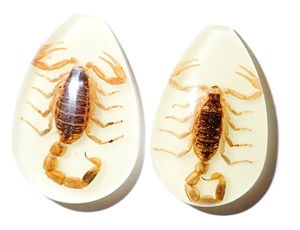 Golden Scorpion Real Specimen Plastic Cabochon Pear Cut <b>Top</b> 46x30 mm Glow Flat Bottom for Crafts and Jewelry Making - Product Image 1