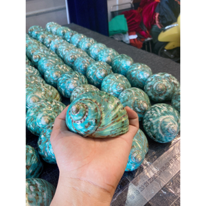 Élégante Coquille Marine Turbo Faite à la Main, Naturelle et Durable, Décoration pour la Maison, Artisanat Créatif et Idées Cadeaux - Product Image 3