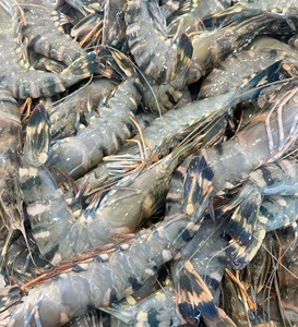 Camarones Tigre Congelados Procesados Higiénicamente con Textura Firme, Sabor Natural y Almacenamiento Conveniente para Servicios de Alimentación - Product Image 1
