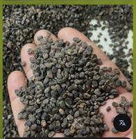Graines de Psoralea Corylifolia Sauvage de Qualité Alimentaire, Extrait Naturel d'Herbes pour Usage Herbal