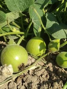 Semillas Híbridas de Calabaza Redonda F1, 99.99% de Pureza, 85% de Germinación, Origen Pakistán, Moon Star, Vida Útil de 2 Años - Product Image 6