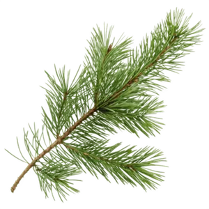 Top Quality 5KG Pure Pine Needle <b>Essential</b> <b>Oil</b> Natural Pinus Sylvestris Therapeutic <b>Oil</b> - For Candle Fragrance Industry - India - Product Image 2